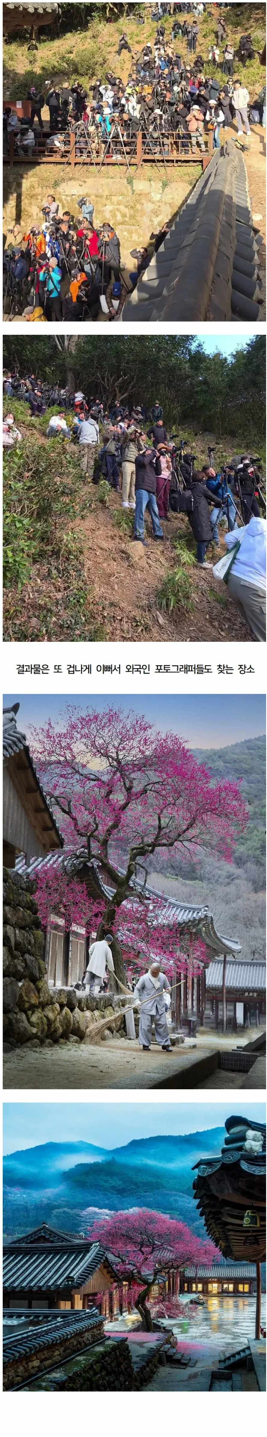 몸살을 앓고 있는 화엄사 홍매화.jpg | mbong.kr 엠봉