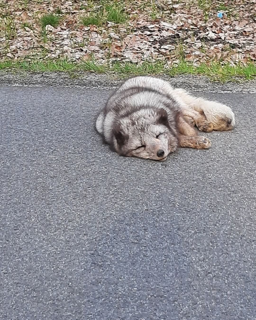 독일 동물원에서 탈출한 북극여우 | mbong.kr 엠봉