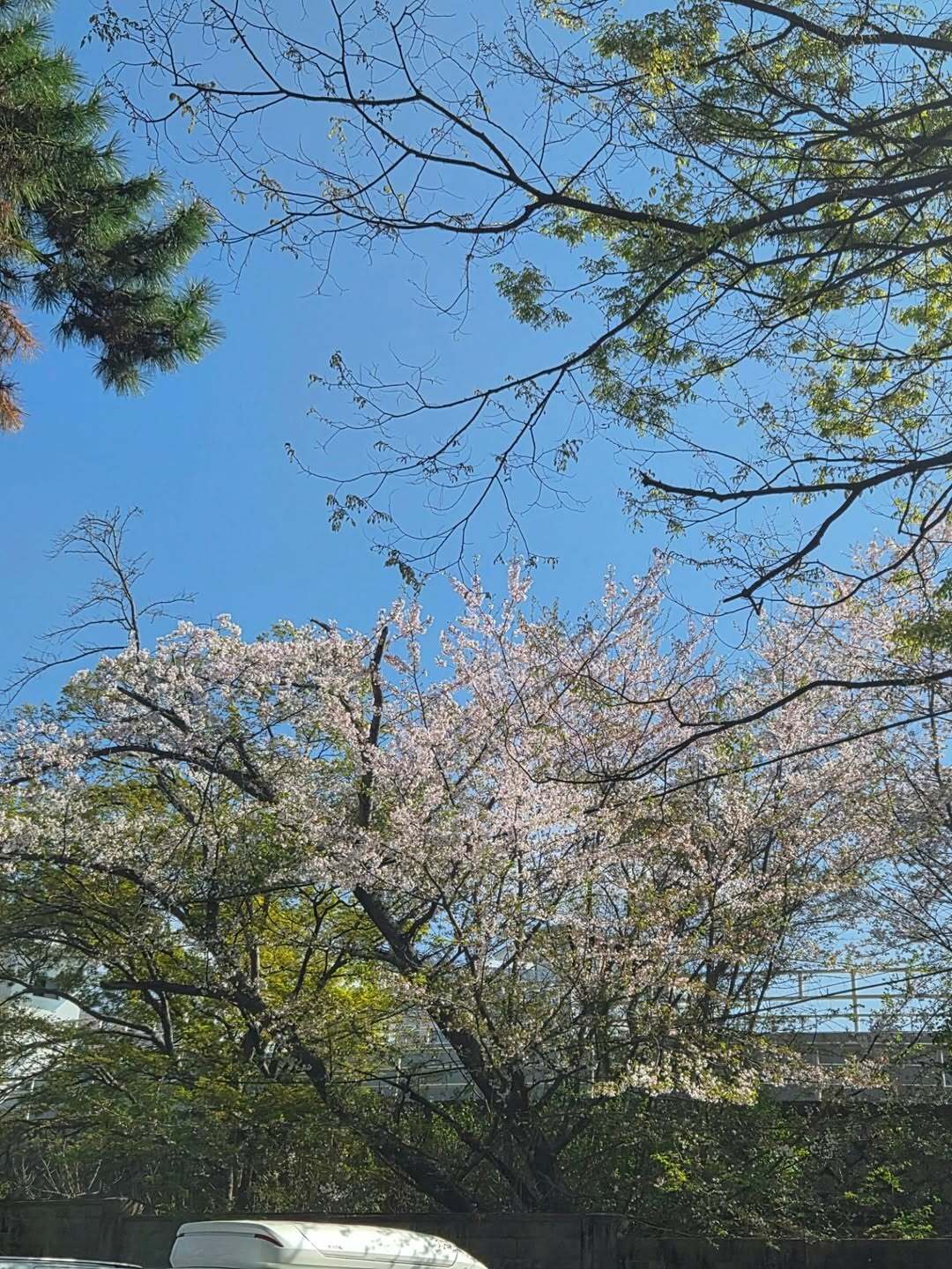 qwer 마젠타 벚꽃구경 인스타 | mbong.kr 엠봉