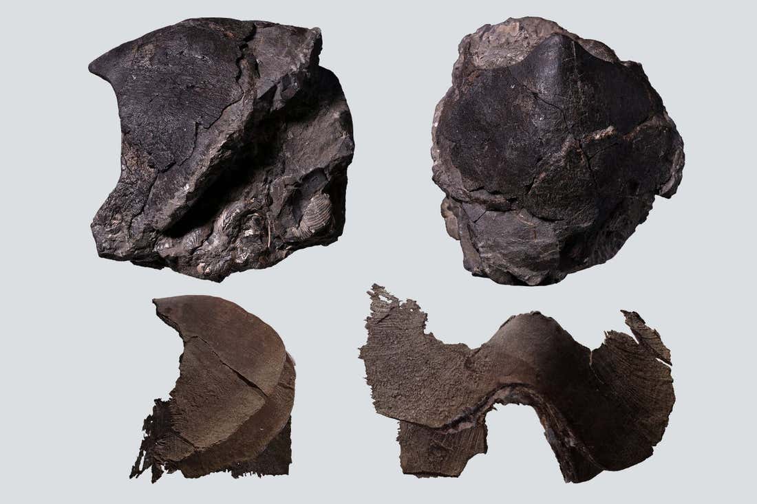 백악기 거대 문어 | mbong.kr 엠봉