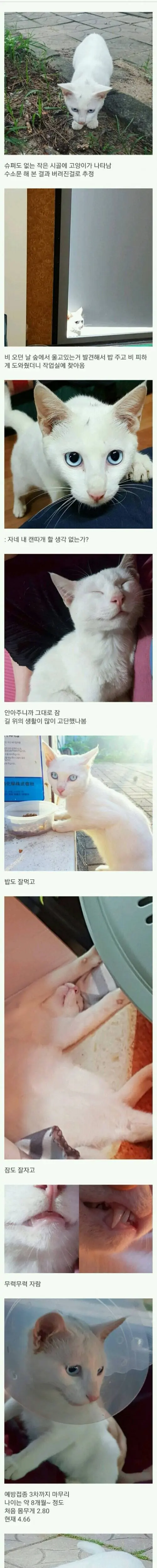 시골에 버려진 고양이.jpg | mbong.kr 엠봉
