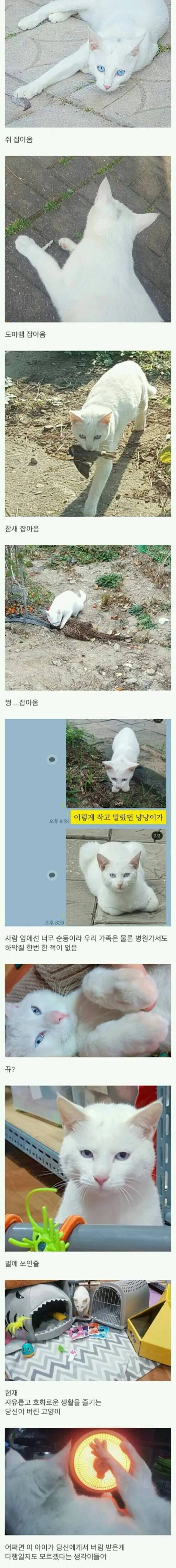시골에 버려진 고양이.jpg | mbong.kr 엠봉