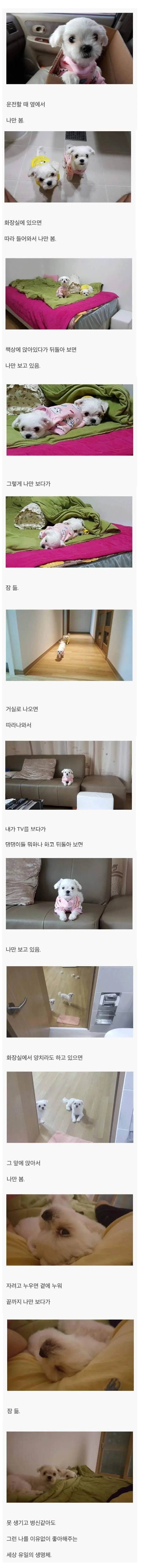 강아지를 키우면 생기는 일 JPG | mbong.kr 엠봉