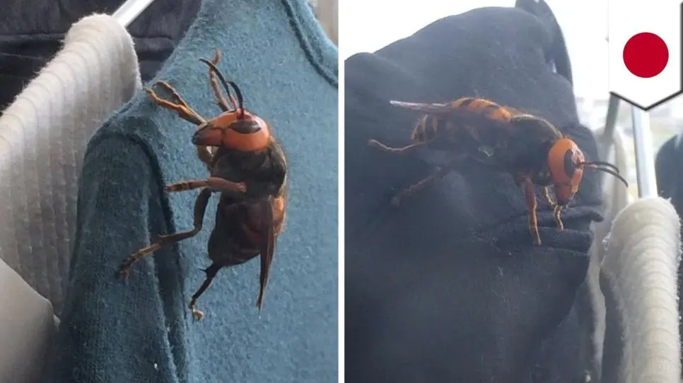 서울 촌놈들은 본적 없는 장수 말벌 실제 크기.JPG | mbong.kr 엠봉