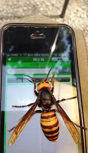 서울 촌놈들은 본적 없는 장수 말벌 실제 크기.JPG | mbong.kr 엠봉