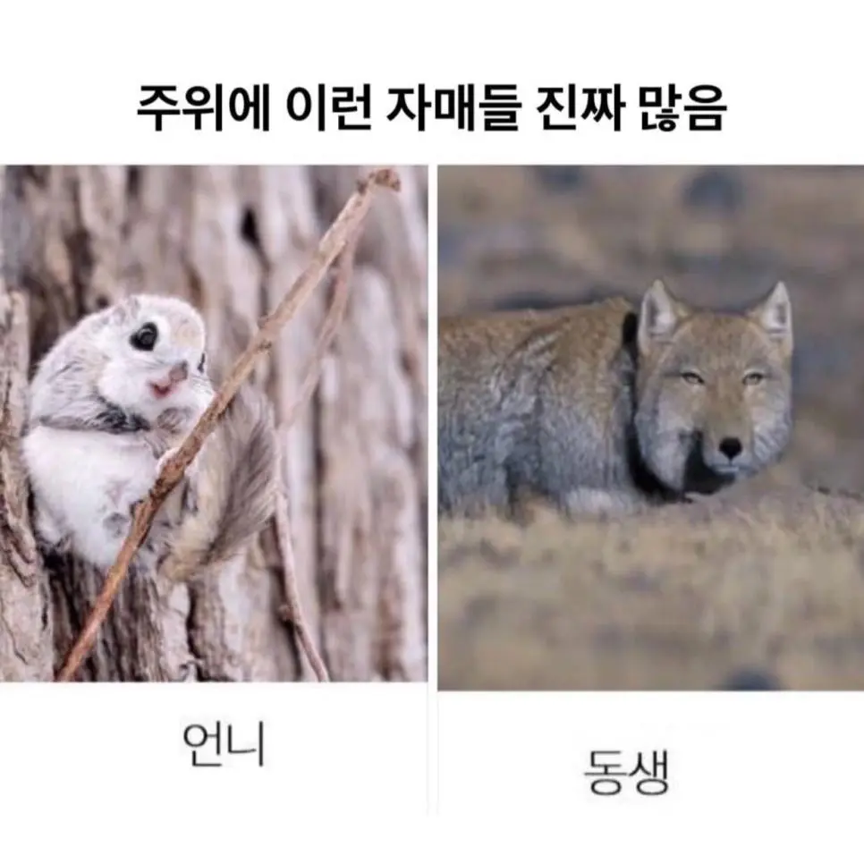 주위에 흔히 보이는 자매 .jpg | mbong.kr 엠봉