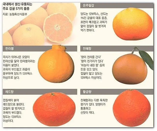 귤 가족.jpg | 인스티즈