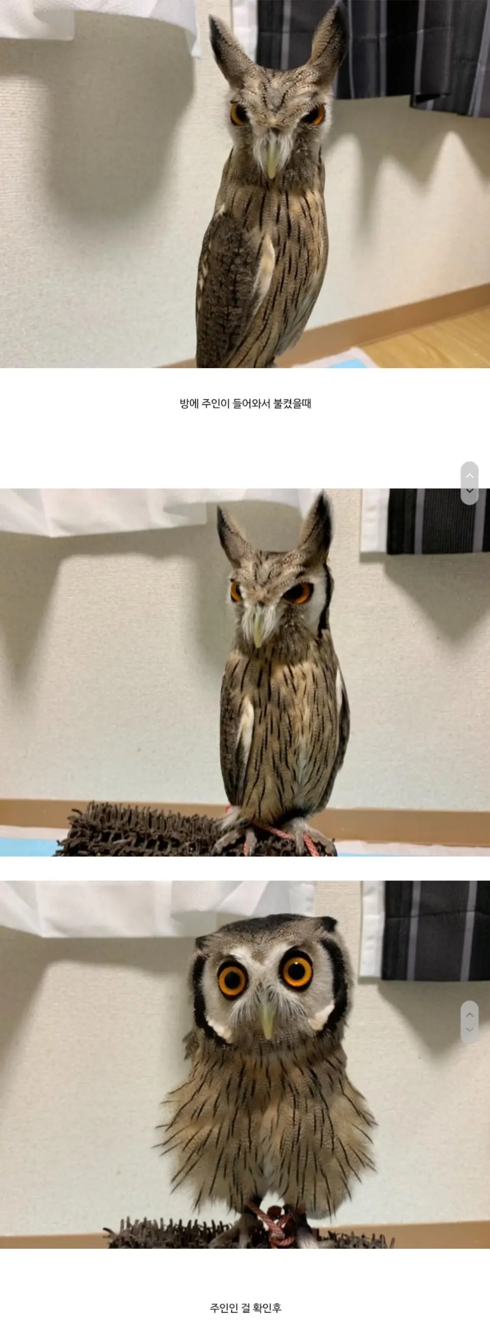 부엉이 키우면 보게 되는 것.jpg | mbong.kr 엠봉