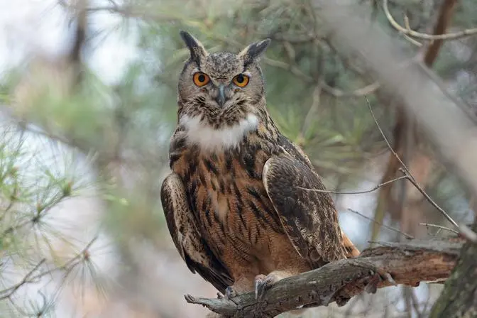 부엉이 키우면 보게 되는 것.jpg | mbong.kr 엠봉