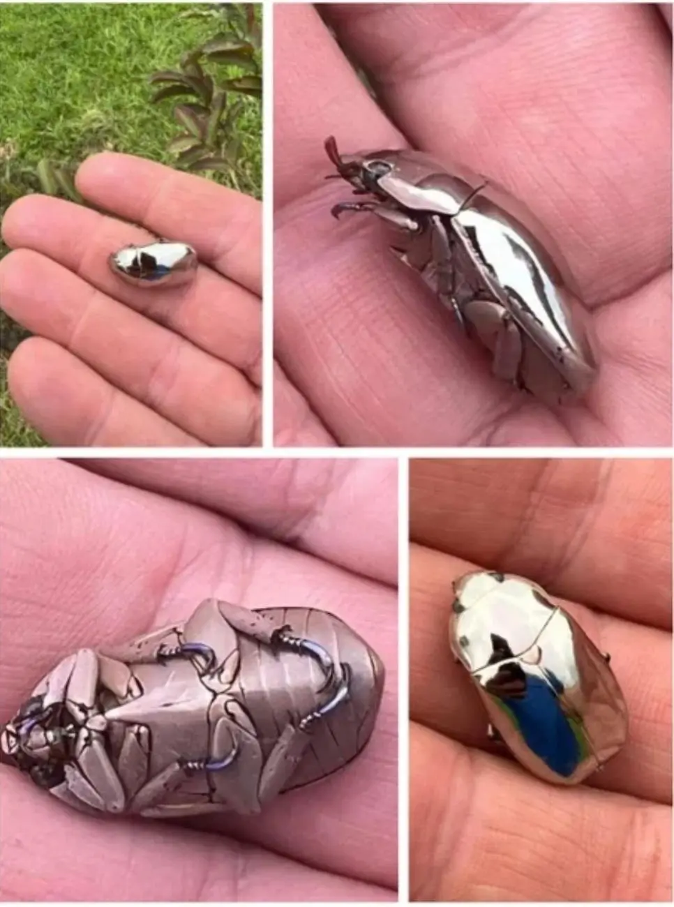 크롬으로 만든 모형이 아니라 실존하는 곤충.jpg | mbong.kr 엠봉