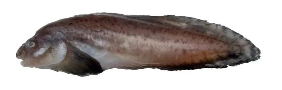 어시장에서 실수로 맹독복어를 판매한 사건 | mbong.kr 엠봉