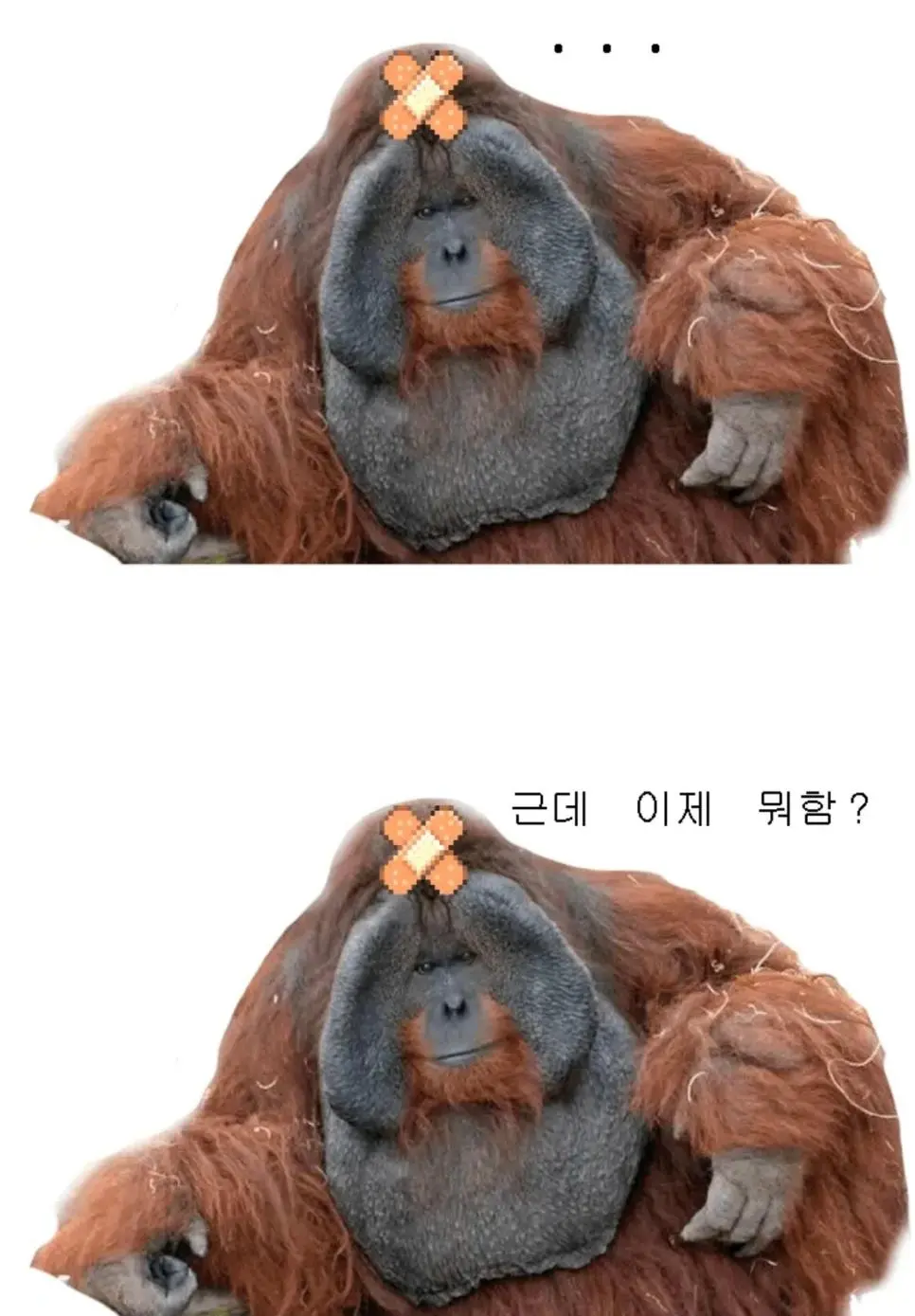 원피스 스포?) 원피스 갤러리 근황 | mbong.kr 엠봉