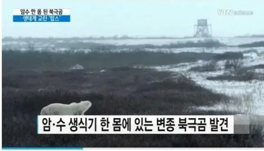 후타나리 북극곰.jpg | mbong.kr 엠봉