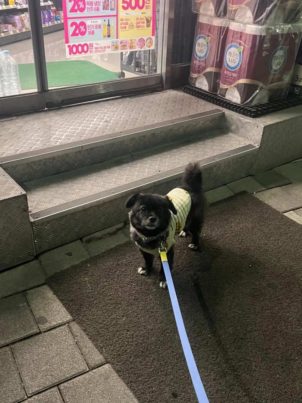 고구마를 편의점에서 판다는걸 알아버린 강아지 | 인스티즈