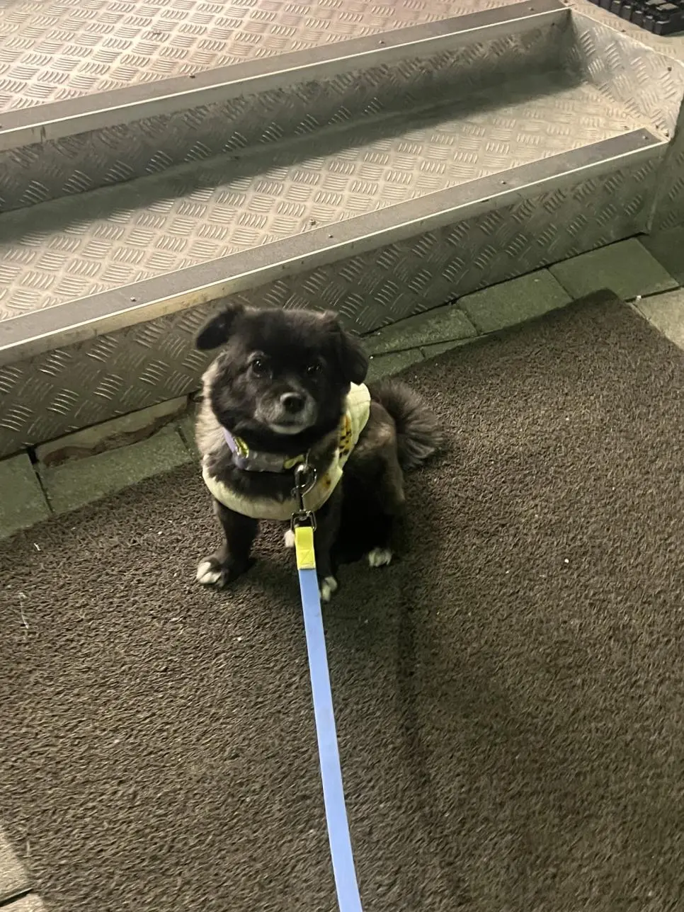 고구마를 편의점에서 판다는걸 알아버린 강아지 | 인스티즈