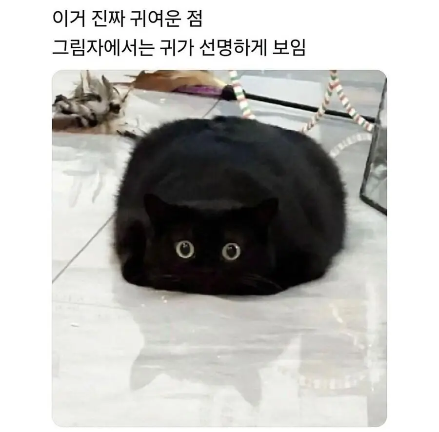 싱글벙글 고양이 모음집.jpg | mbong.kr 엠봉