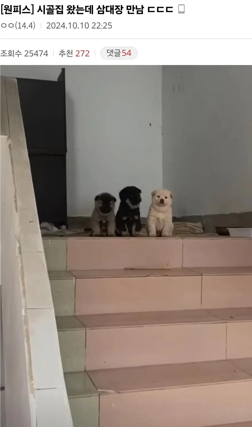 시골집 왔는데 삼대장 만남.jpg | mbong.kr 엠봉