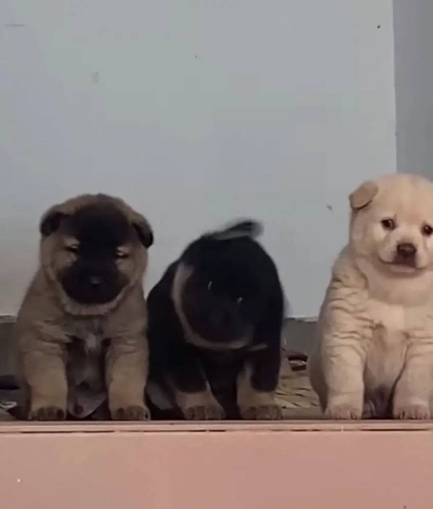 시골집 왔는데 삼대장 만남.jpg | mbong.kr 엠봉