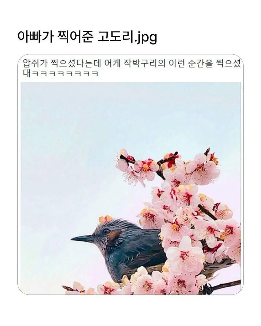 아빠가 찍어준 고도리 | mbong.kr 엠봉