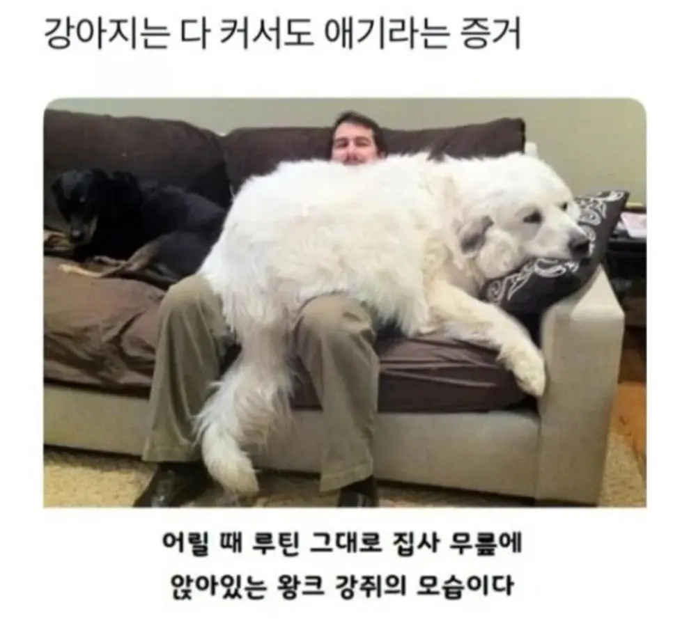 강아지는 다 커서도 아기임 | 인스티즈