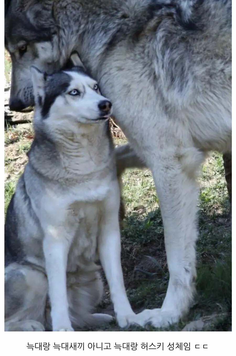서양늑대 크기 체감 | mbong.kr 엠봉