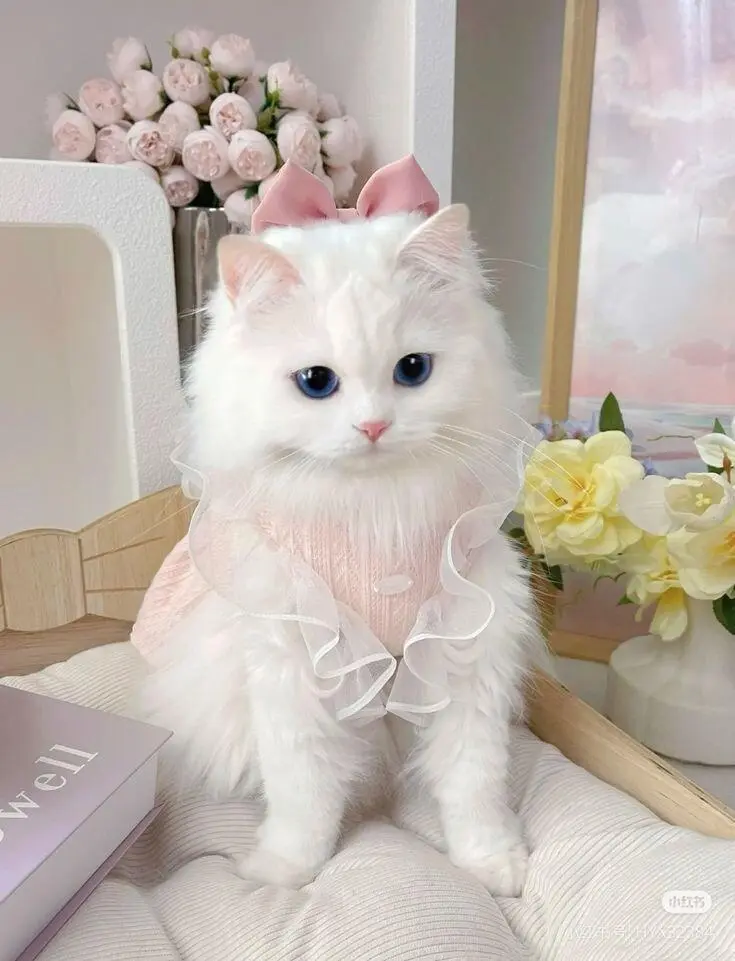 JPngG.webp