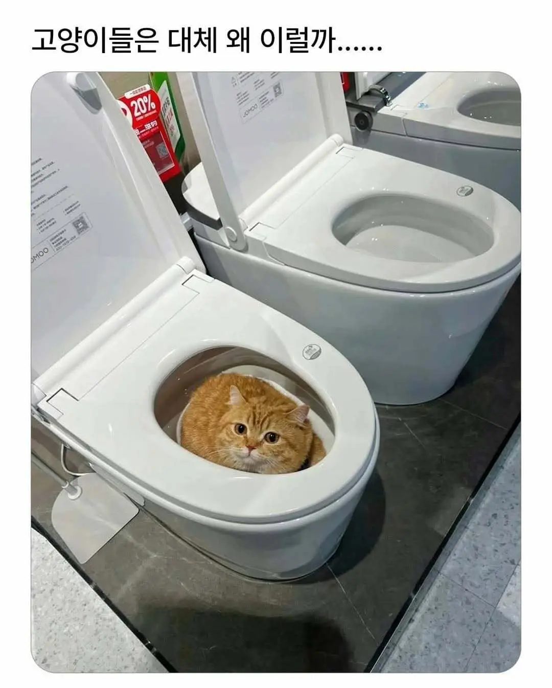 싱글벙글 고양이 모음집.jpg | mbong.kr 엠봉