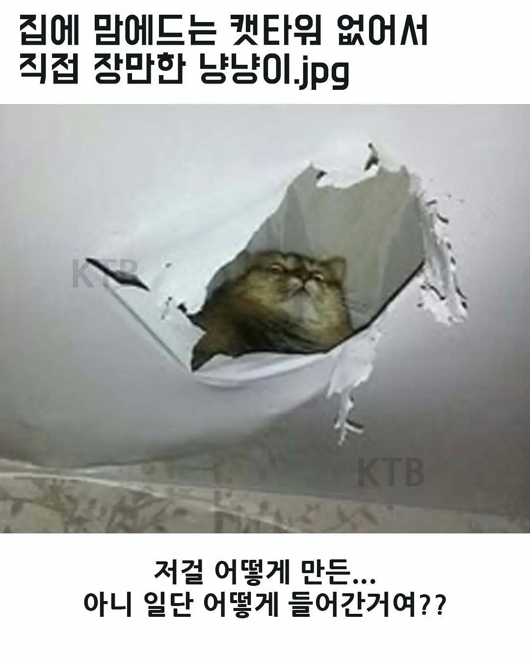 싱글벙글 고양이 모음집.jpg | mbong.kr 엠봉