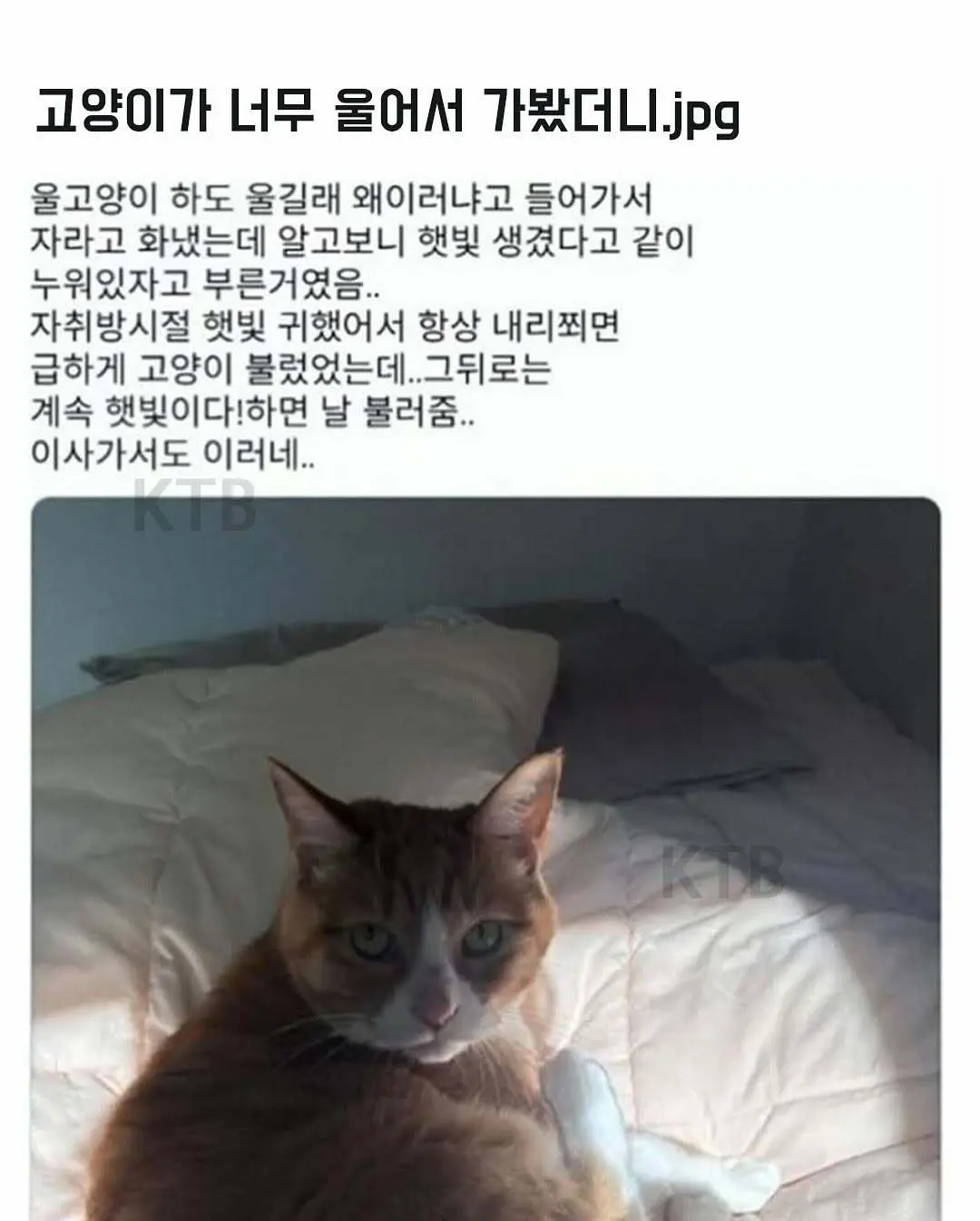 싱글벙글 고양이 모음집.jpg | mbong.kr 엠봉