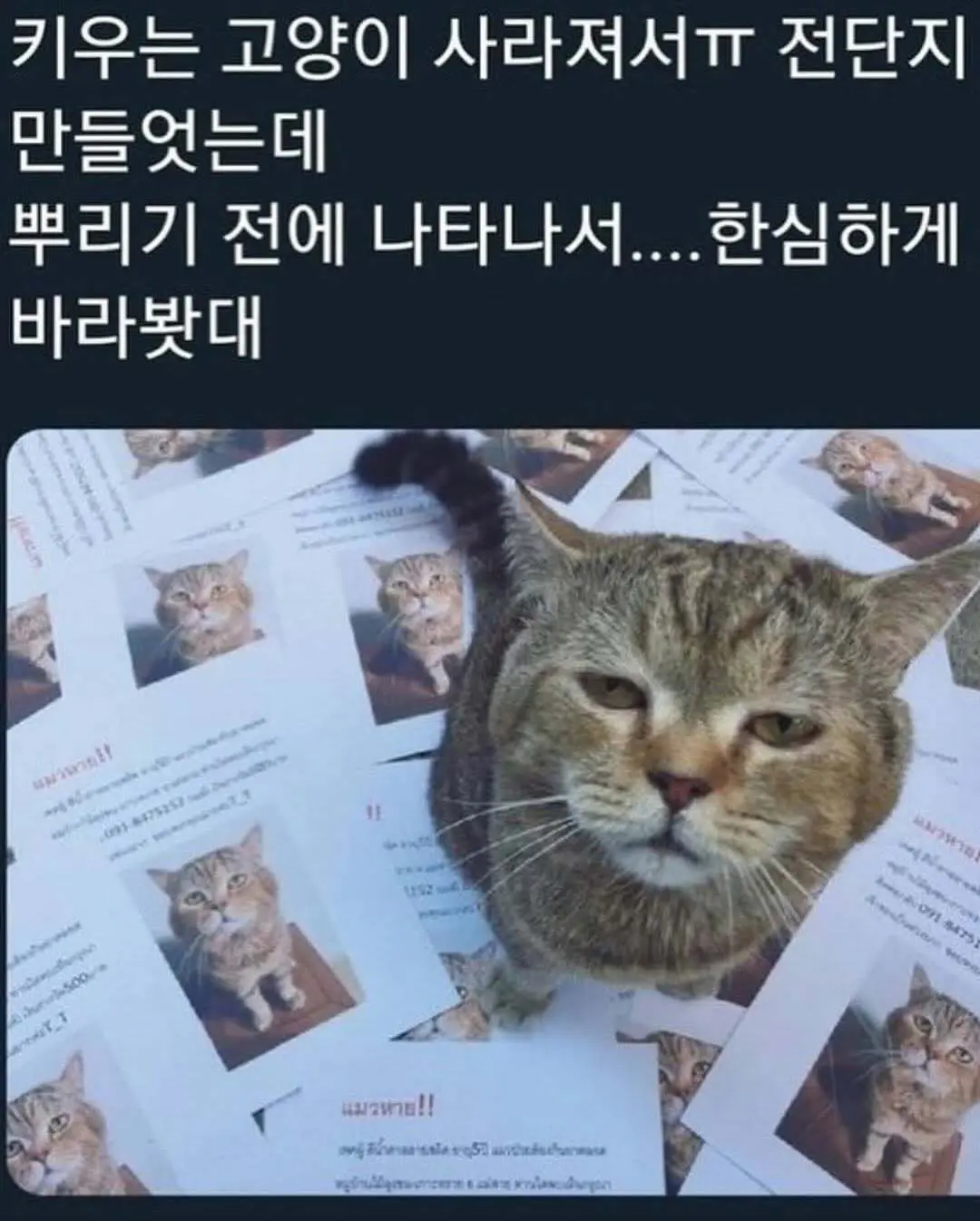 싱글벙글 고양이 모음집.jpg | mbong.kr 엠봉