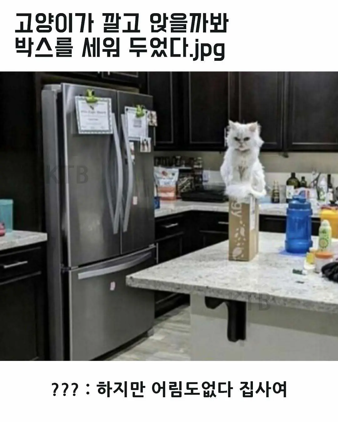 싱글벙글 고양이 모음집.jpg | mbong.kr 엠봉