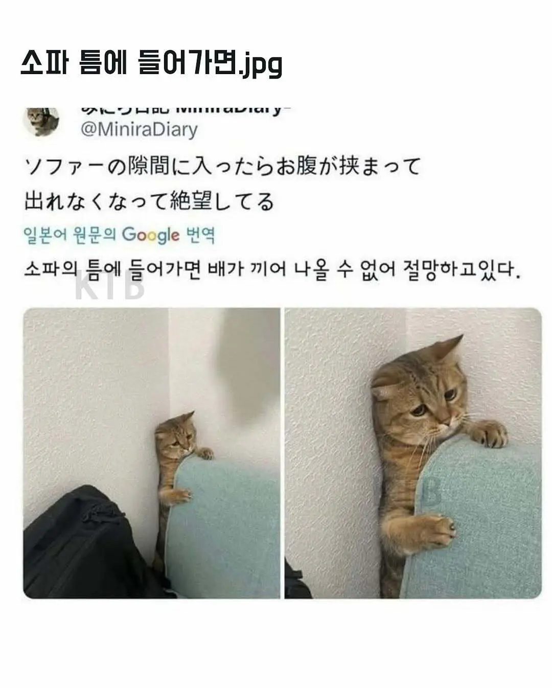 싱글벙글 고양이 모음집.jpg | mbong.kr 엠봉