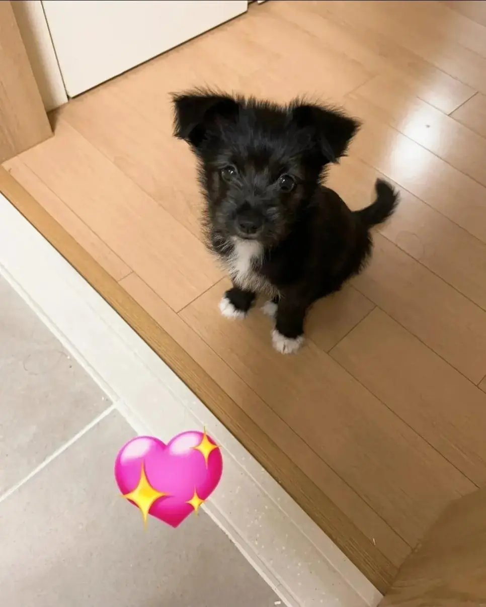 털이 이상하게 자란 강아지 | 인스티즈