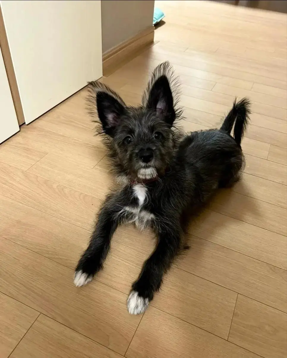 털이 이상하게 자란 강아지 | 인스티즈