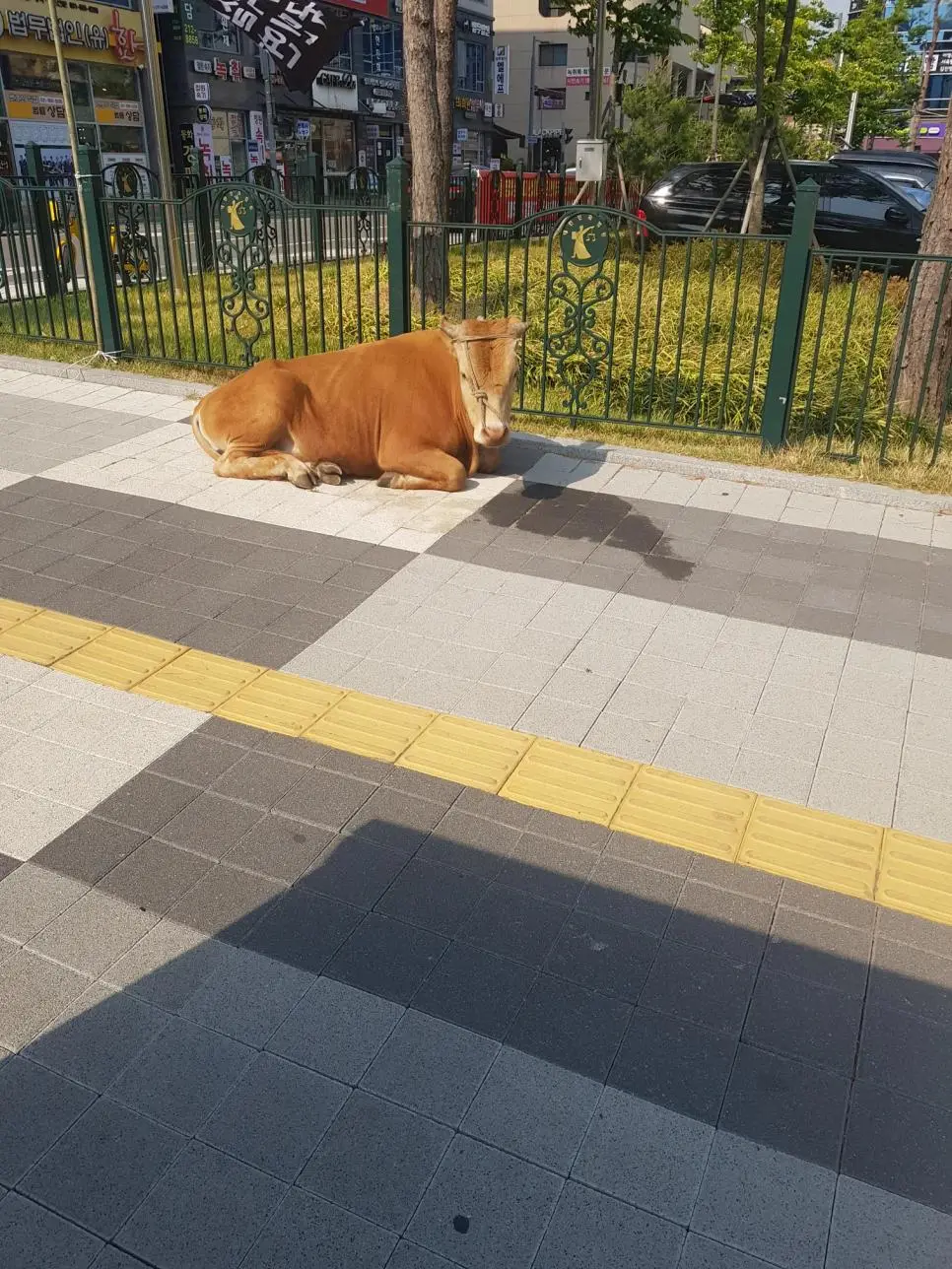 변호사가 법원 앞에서 마주치는 것 ㄷㄷ | mbong.kr 엠봉