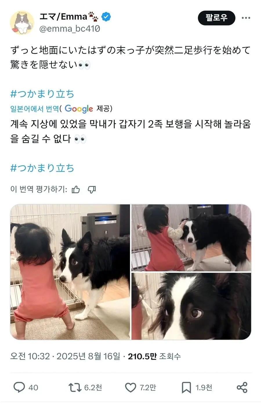 아기가 걷기 시작하자 놀라는 댕댕이 | mbong.kr 엠봉