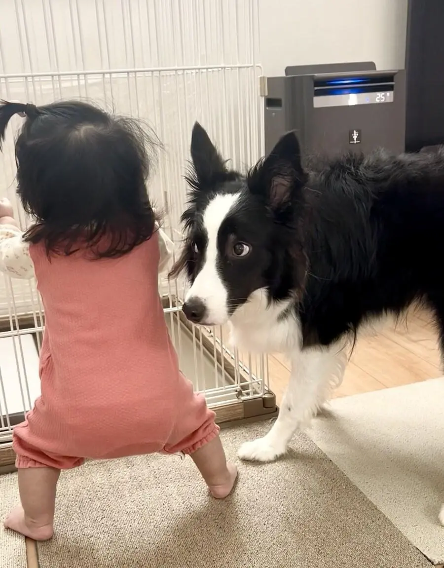 아기가 걷기 시작하자 놀라는 댕댕이 | mbong.kr 엠봉