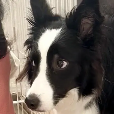 아기가 걷기 시작하자 놀라는 댕댕이 | mbong.kr 엠봉