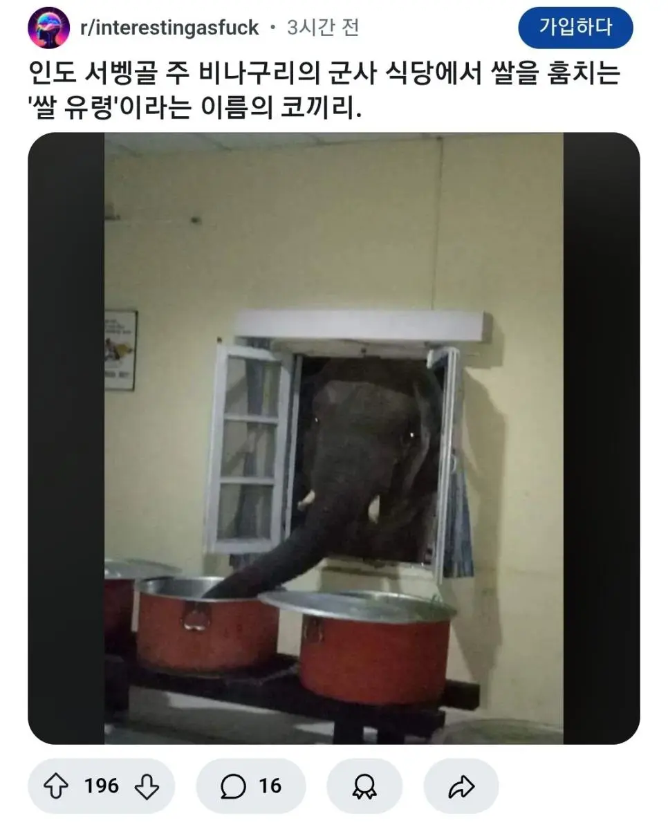 린도린도)밤마다 짬밥을 훔쳐가는 존재 | mbong.kr 엠봉