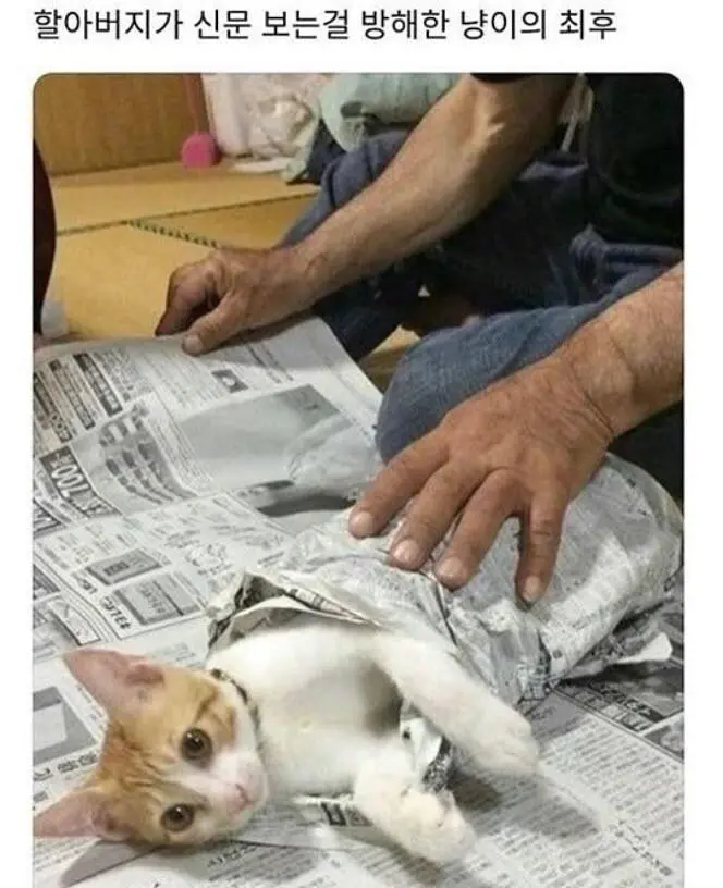 신문보는 할아버지 방해한 고양이 | mbong.kr 엠봉