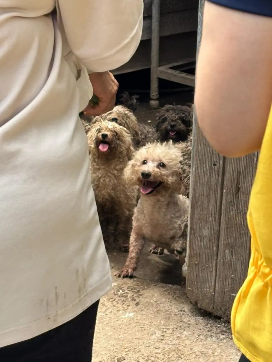 번식장에서 구조자를 본 강아지들 모습 | mbong.kr 엠봉