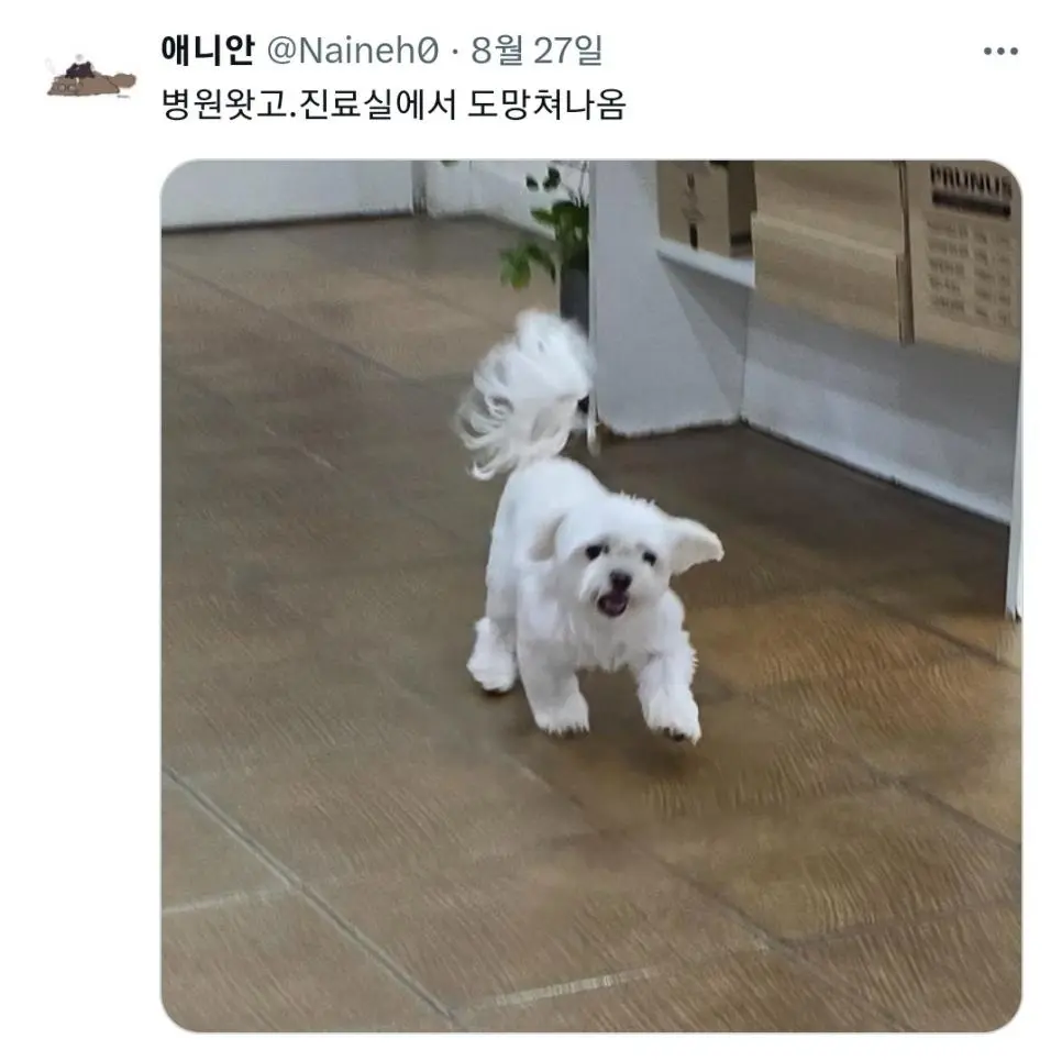 진료실에서 도망나온 댕댕이 | mbong.kr 엠봉