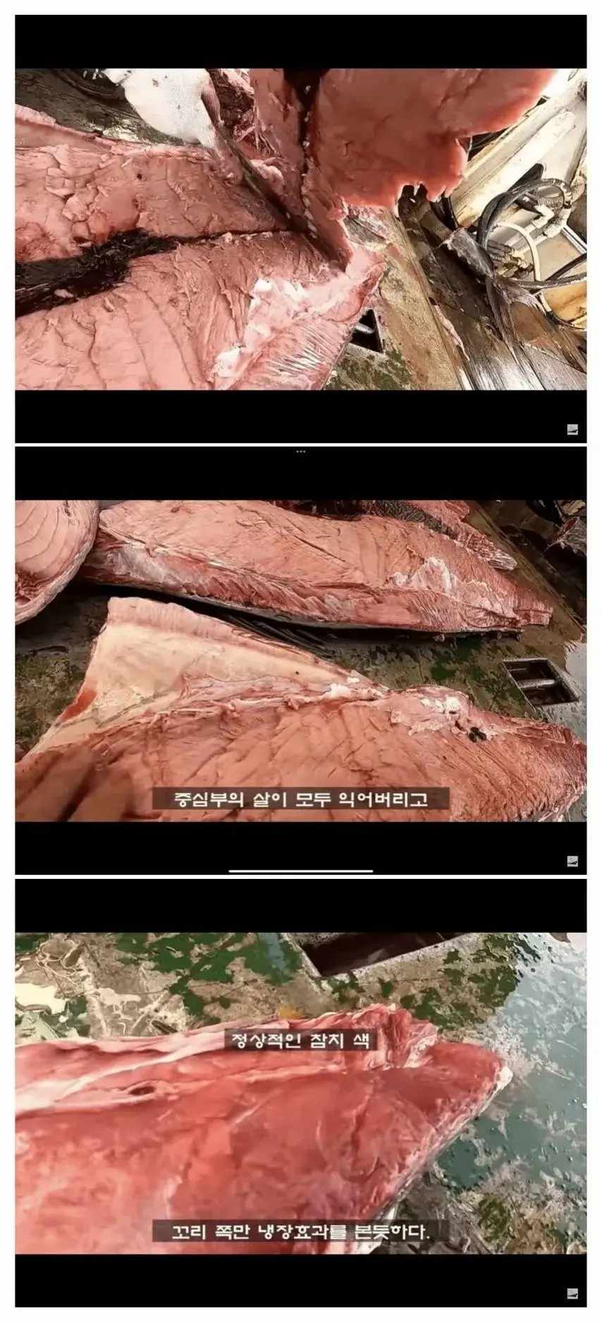 참치를 잡으면 바로 냉동해야하는 이유 | mbong.kr 엠봉