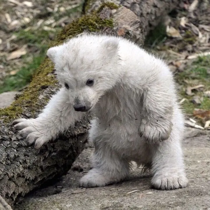 의외로 아기때는 귀여운 동물 | mbong.kr 엠봉
