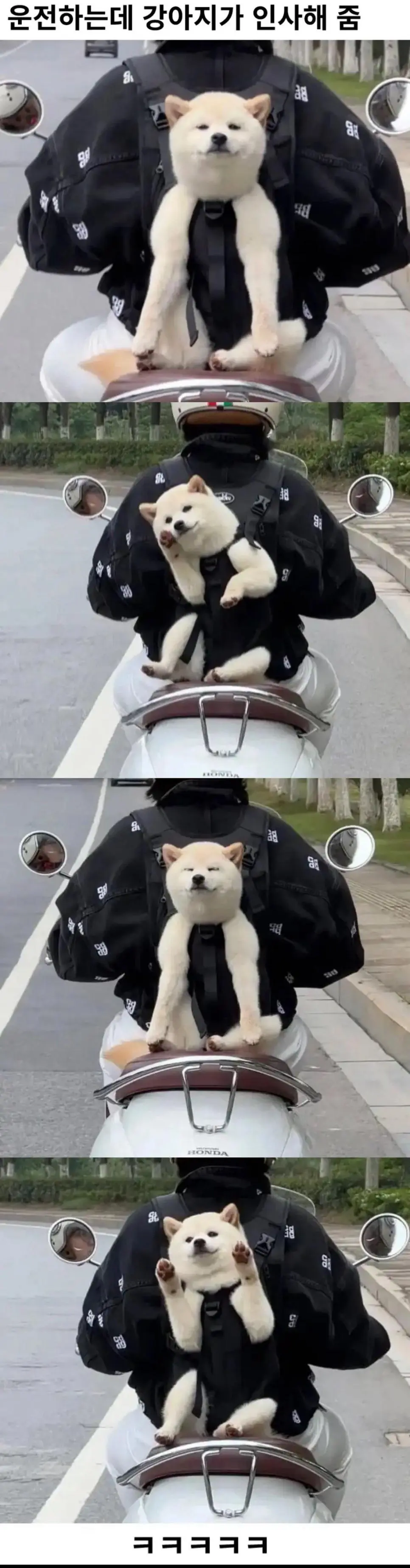 운전하는데 강아지가 인사해줌.JPG | 인스티즈