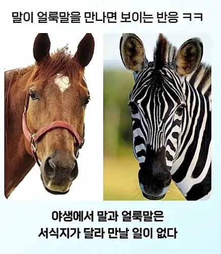 얼룩말 처음 본 말 반응.jpg | 인스티즈