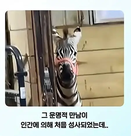 얼룩말 처음 본 말 반응.jpg | 인스티즈