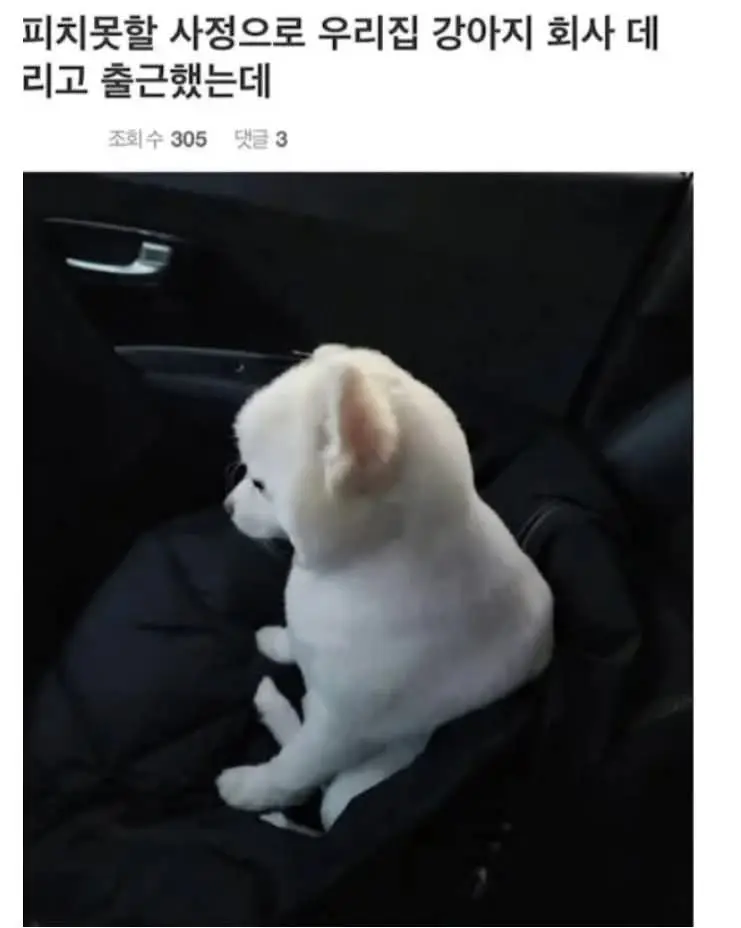 강아지를 회사에 데려간 직원.jpg | 인스티즈