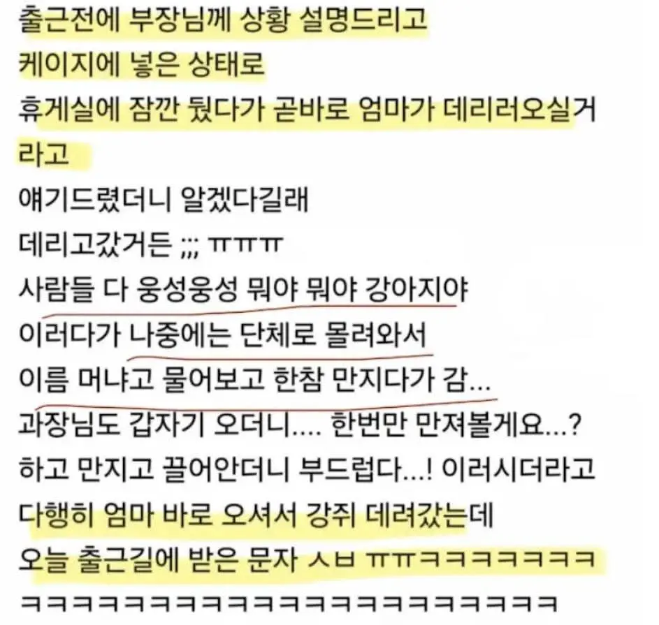 강아지를 회사에 데려간 직원.jpg | 인스티즈