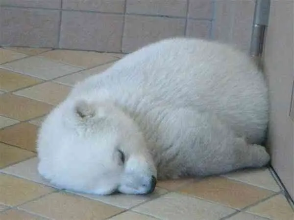 의외로 아기때는 귀여운 동물 | mbong.kr 엠봉